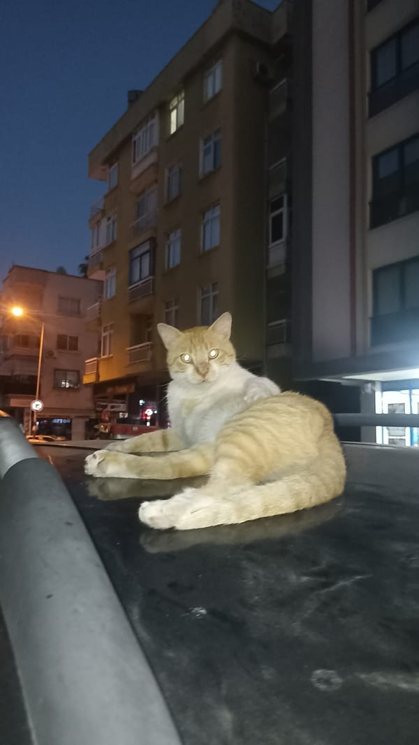 Cats, palm streets, and dusk light in Yenişehir