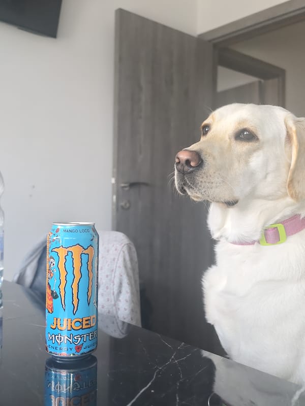 Indoor moments with dog and desk setup in Kozloduy