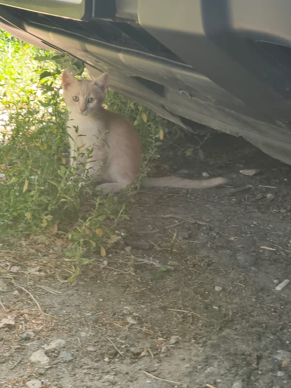 Sunny morning sky-gazing through Chișinău trees, plus a kitten