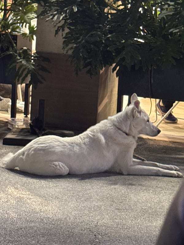 White dog rests near flowering plants in Ramat Gan