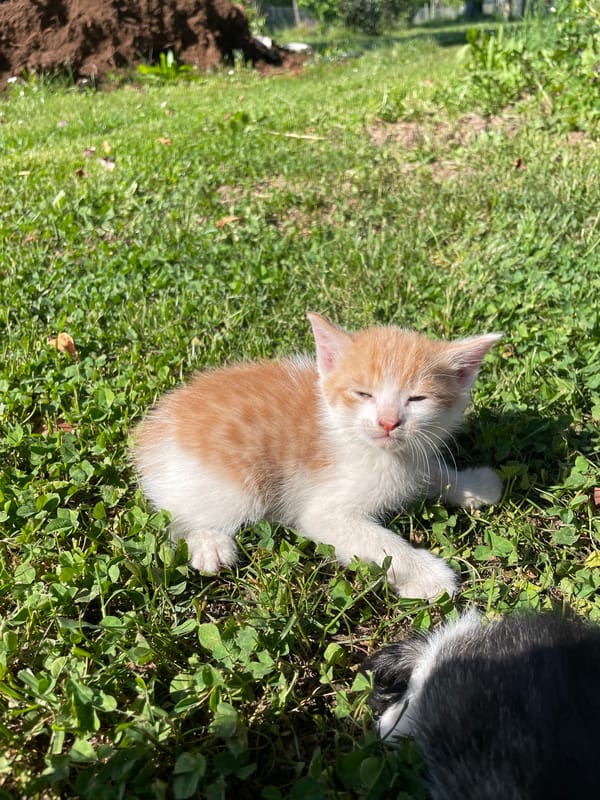 Kitten rests in sunny grass near Sladojevo Kopito, Montenegro