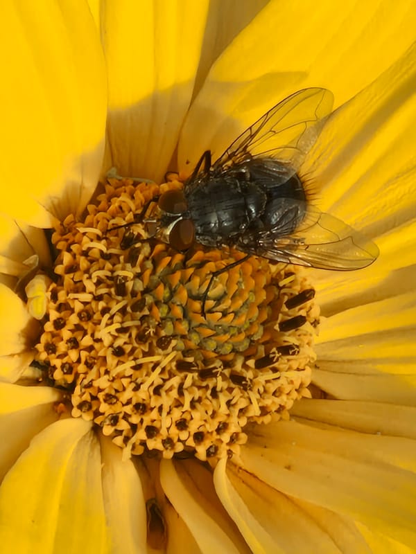 Bees, flies, and fruit among yellow flowers in close-up