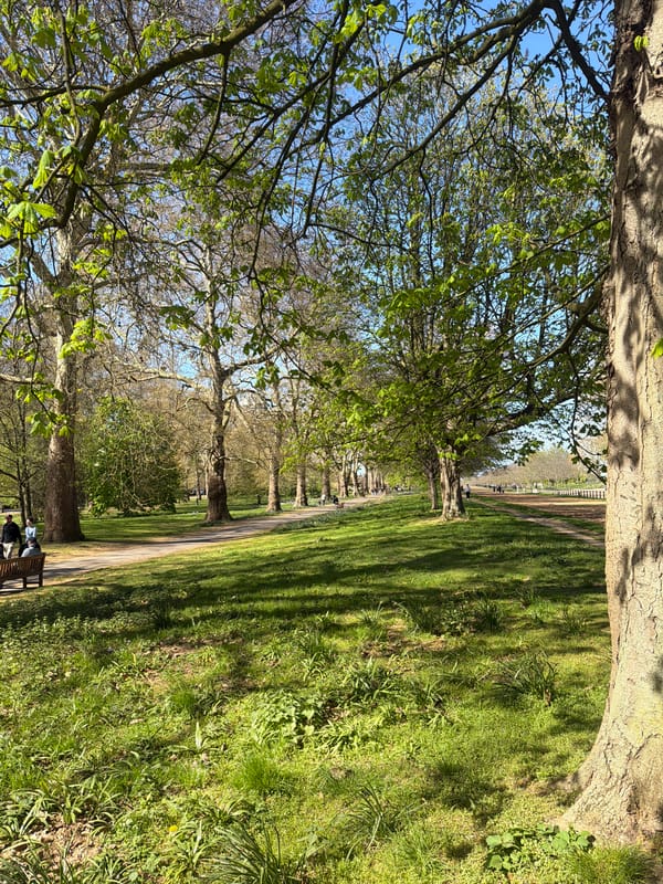 Spring budding observed in central London park pathways