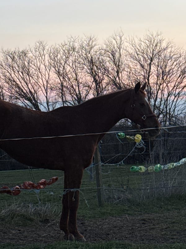Horse spotted in field during twilight in Sandrovo, Bulgaria
