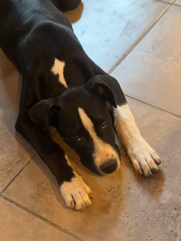 Dog rests on tile floor in Sumalao, Argentina