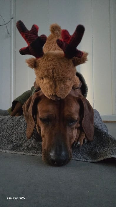 Quiet pet moments documented across Luxembourg homes Tuesday evening