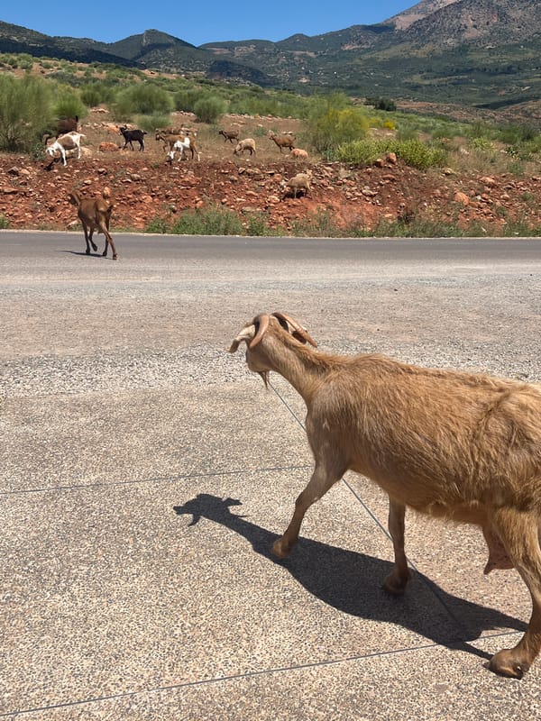 Goats roam roads and hillsides in rural Ouaouizert, Morocco