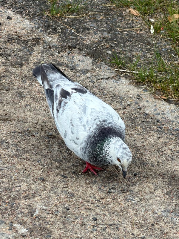 Pigeon foraging on gravel in Minsk