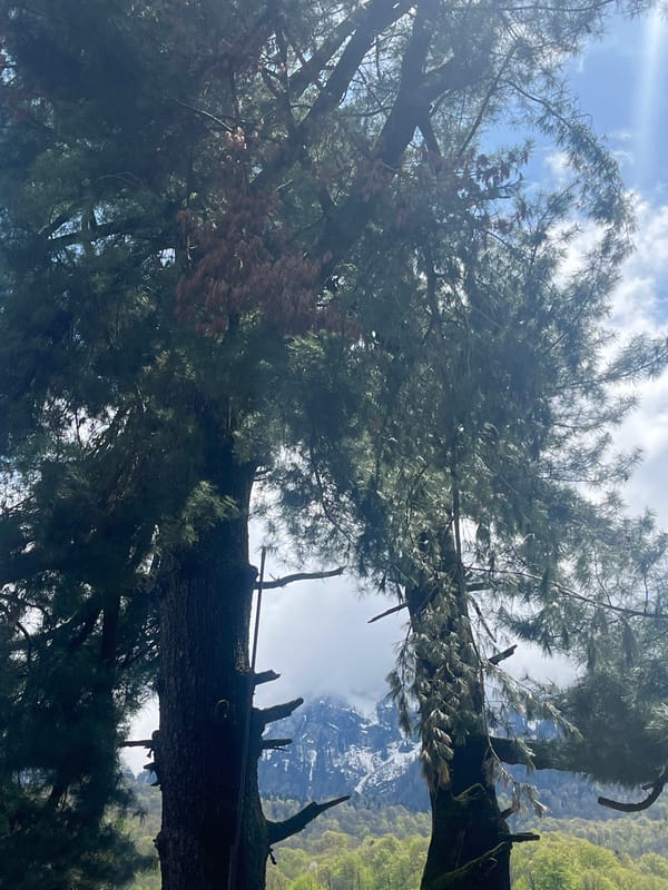 Witness documents eight-minute nature walk through forest and waterways