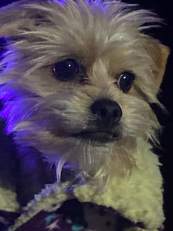 Small dog in a vest, World Cup on TV, late night Arica