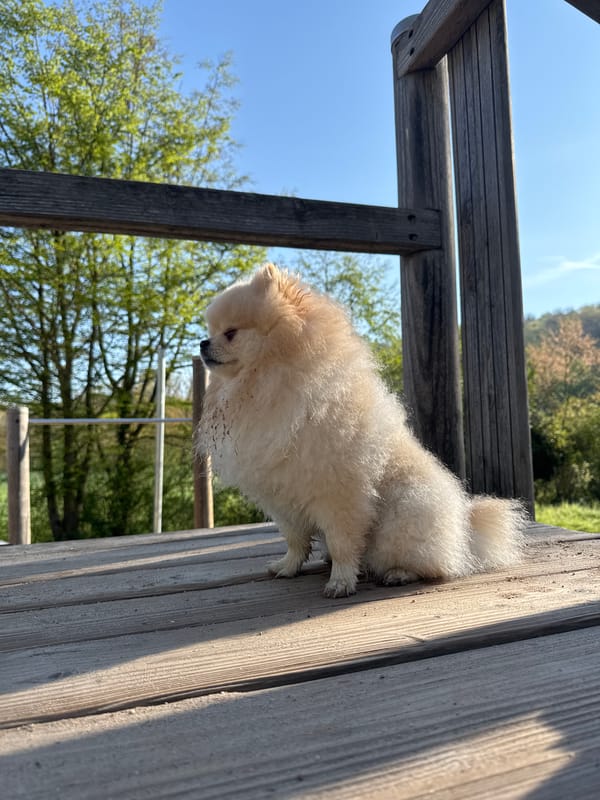 Small Pomeranian spotted on wooden platform in German town