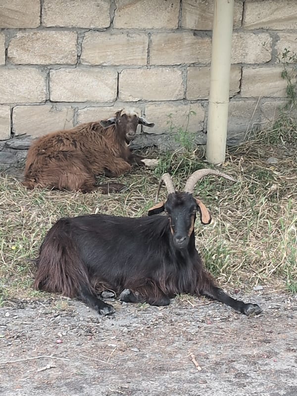 Goats resting and roses blooming in rural Gabala, Azerbaijan