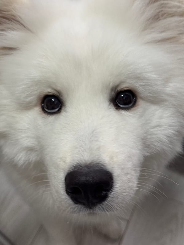White Samoyed dog photographed in early morning Chaikovsky encounter