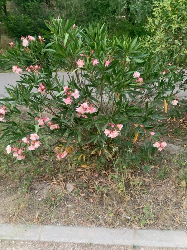Evening walk documented through Madrid park showcasing natural flora