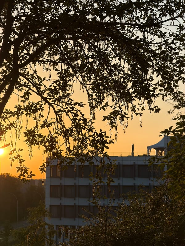 Sunset through silhouetted trees in Leudelange, Luxembourg