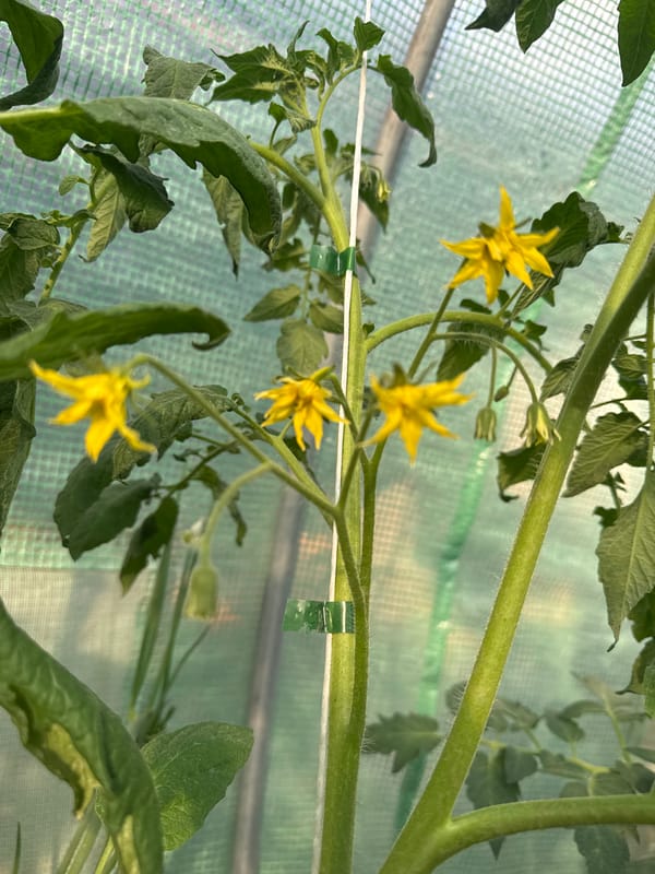 Father and daughter tend greenhouse vegetables in Bulgarian village