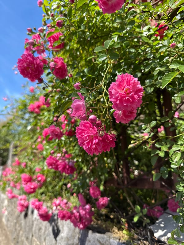 Spring blooms and coastal views documented in Zelenika, Montenegro