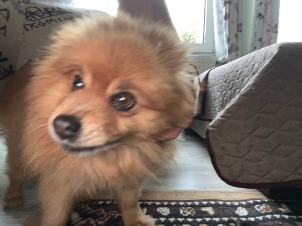 Pomeranian dog photographed at home in Asenovgrad, Bulgaria