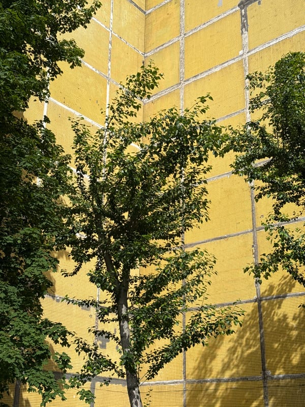 Tree branches photographed against yellow building facade in Moscow