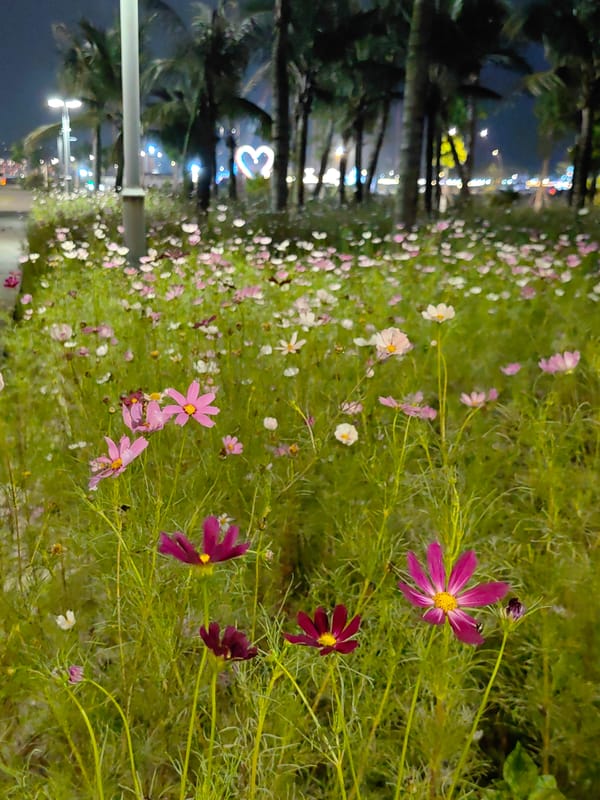 Cosmos flowers bloom at night in Bai Chay Ward park