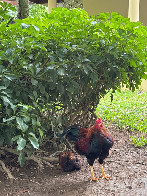 Morning chickens and garden pathway observed in Chalong Thailand