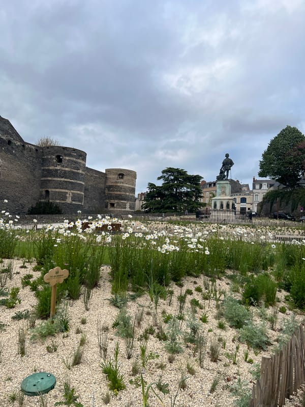 Spring daisies bloom near historic castle in Angers