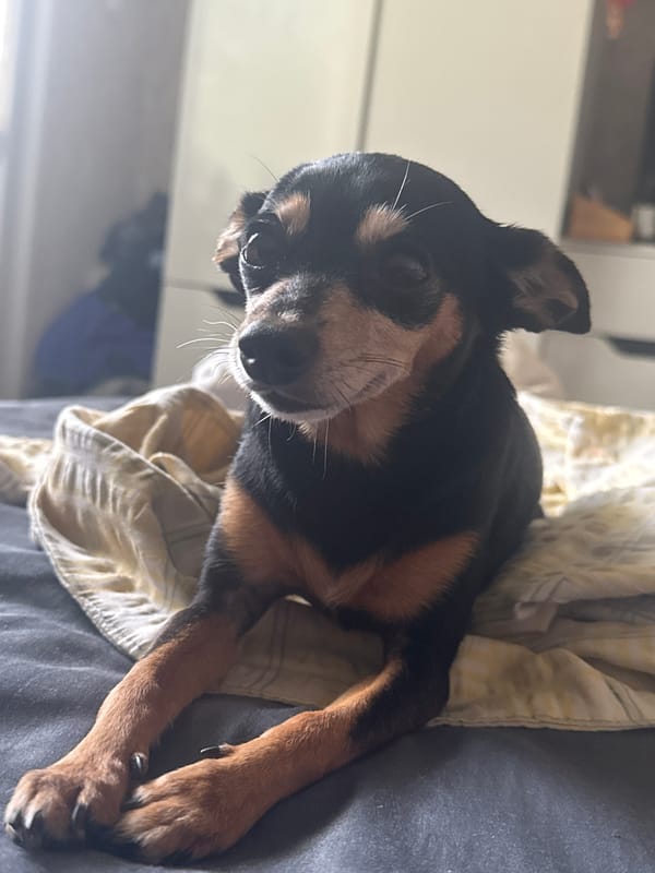 Chill bedroom morning with a sleepy dog in Sofia