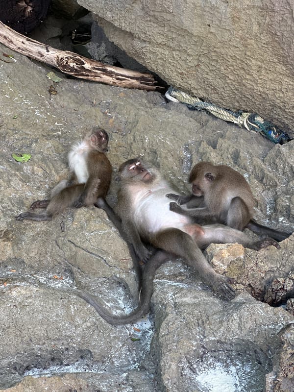 Macaques rest, groom, and explore Ton Sai's rocky beach