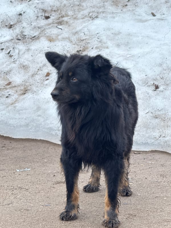 Two black dogs spotted near melting snow in Chaikovsky