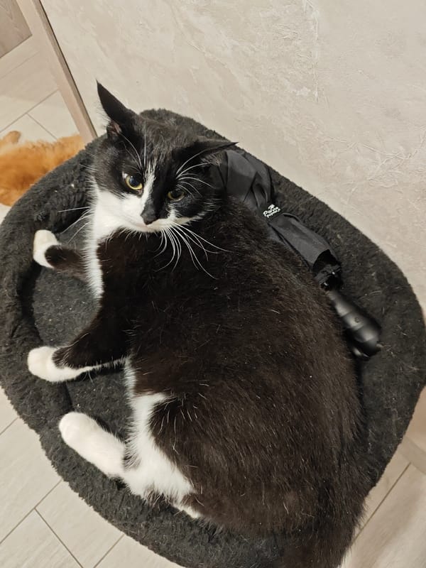 Black and white cat getting groomed in a cozy pet bed