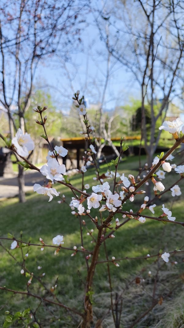 Spring flowering documented in early morning Krasnoyarsk gardens