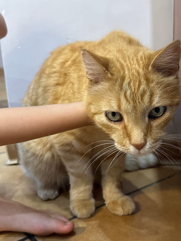 Family gathering with children, cat, celebratory drinks documented
