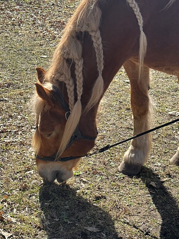 Horses graze near historic Bīriņi Castle estate in Latvia