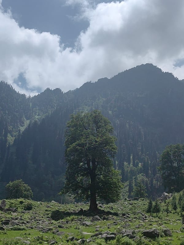 Solang Valley meadows, boulders, and grazing herds on a July morning