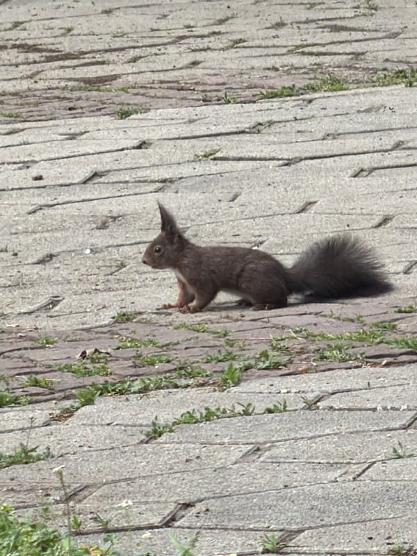 Dark squirrel spotted on pavement in Botevgrad, Bulgaria