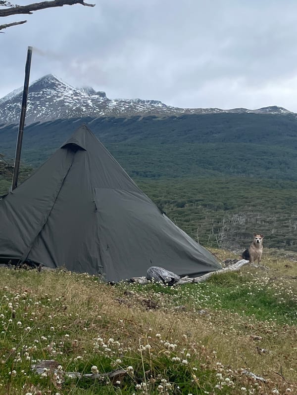 Dog watches over campsite near Cape Horn, Chile