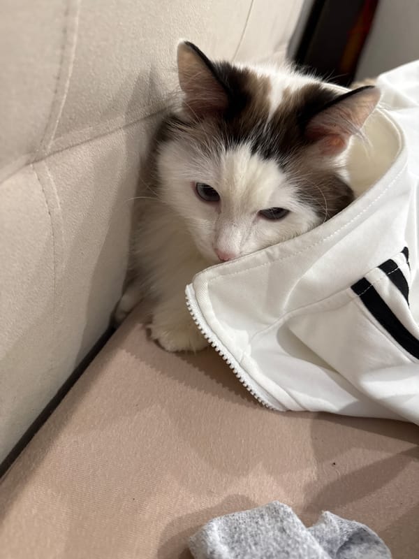 Ragdoll Cat Rests and Grooms in Izhevsk Home