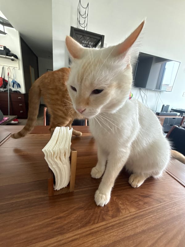 Mexico City resident documents home cats, gym workout routine