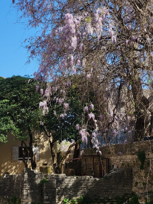 Spring blossoms frame traditional stone architecture in Budva