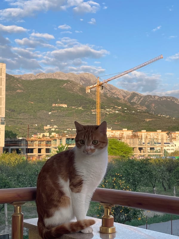 Orange cat spotted around Bar Montenegro residence Saturday afternoon