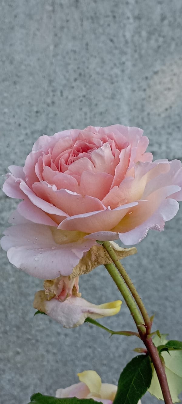 Early morning garden photography captures dew-covered flowers in Radisne