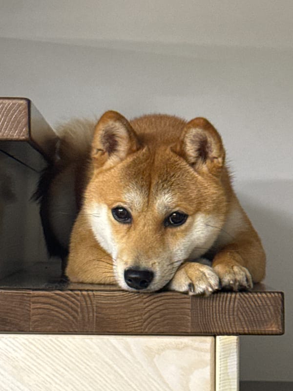 Shiba Inu photographed in quiet moments around Carnikava home