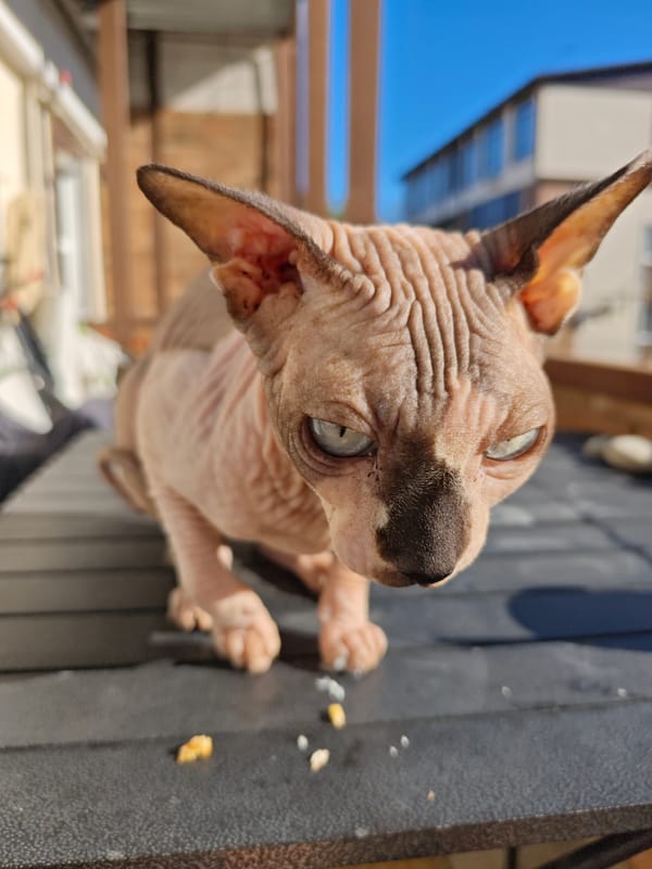 Sphynx Cat Enjoys Morning Balcony Time in Pyatigorsk