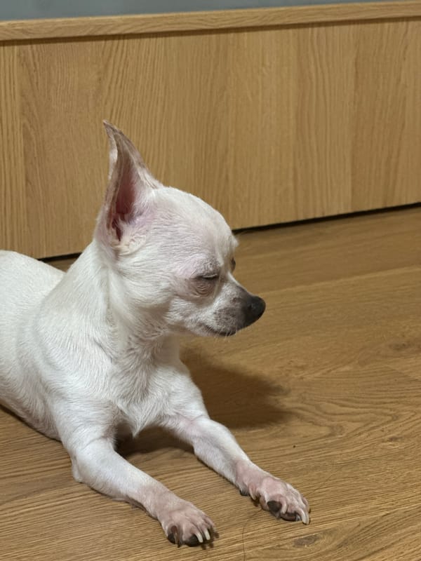 Chihuahua photographed resting indoors in Bulgarian home