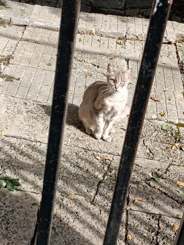 Tabby cats and sunny plazas near Sofia's National Palace of Culture