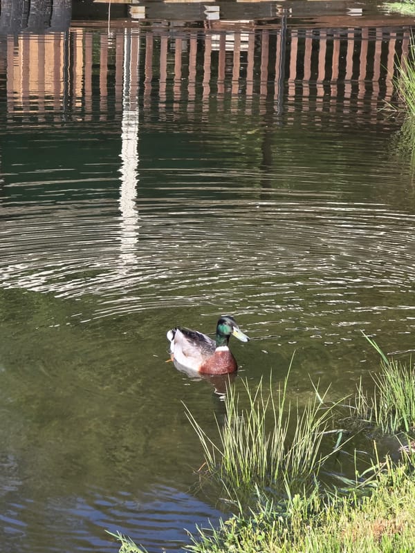 Duck spotted swimming in pond near Bistritsa, Bulgaria