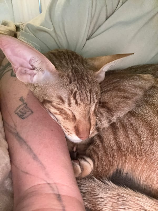 Ginger tabby cat sleeps peacefully on person's arm