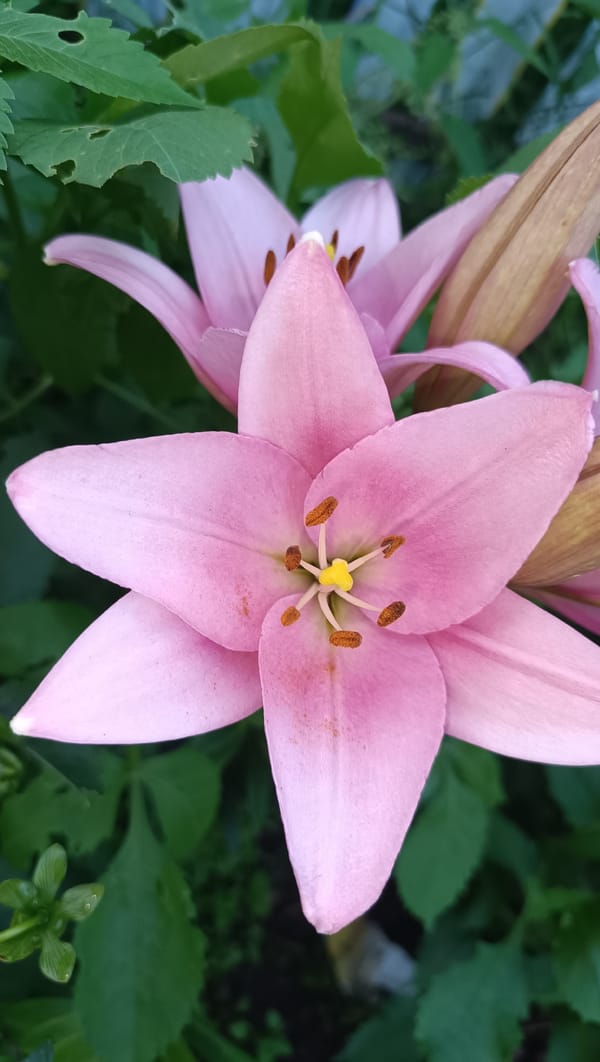 Close-up tour of a blooming summer garden in Karsha, Russia