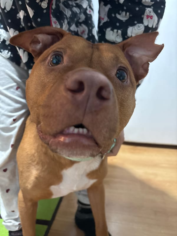 Dog owner films pet during treat time in Sofia