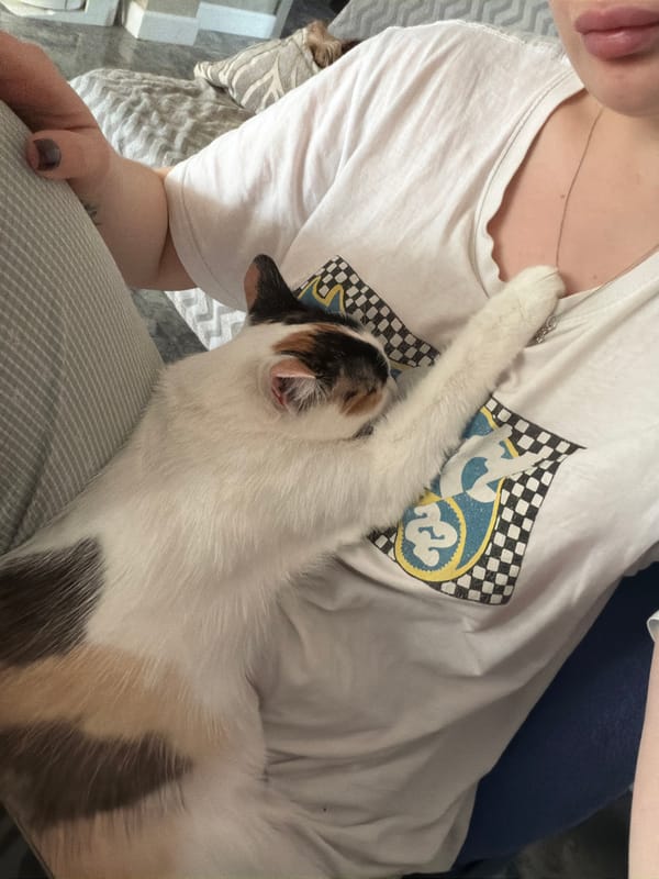 Morning cat sightings documented in Rossiyskiy, Russia